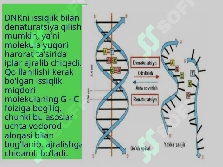 DNK va RNK ning tuzilishi 8