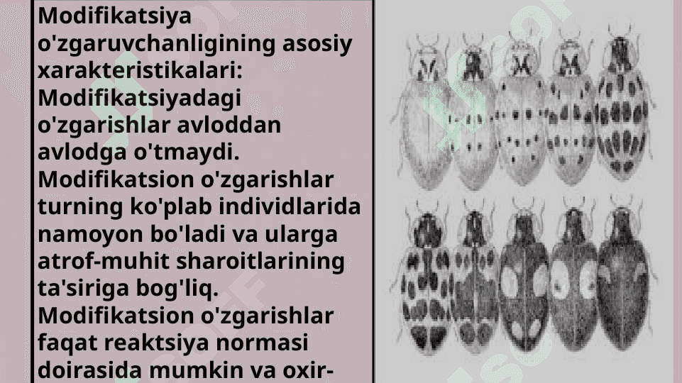 Modifikatsion o’zgaruvchanlikModifikatsion o’zgaruvchanlik 4
