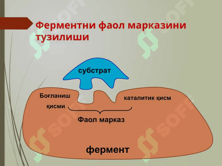 Ферментлар классификациясиФерментлар классификацияси 2
