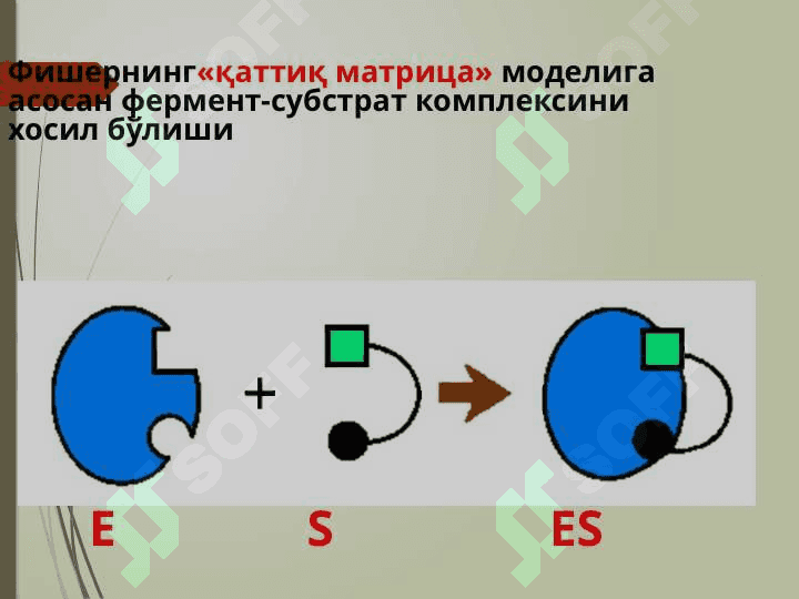 Ферментлар классификациясиФерментлар классификацияси 4