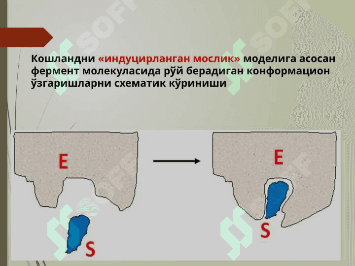 Ферментлар классификациясиФерментлар классификацияси 5