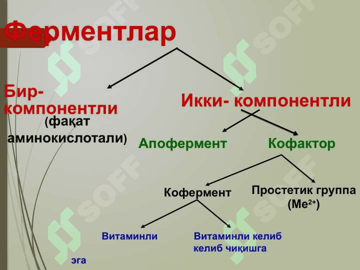 ФЕРМЕНТЛАР 6