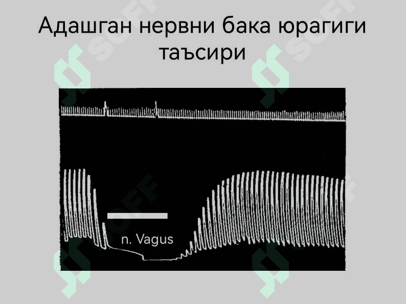 Юрак фаолиятини бошқарилиши 7
