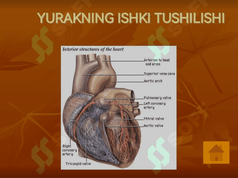 YURAK ANATOMIYASI 8