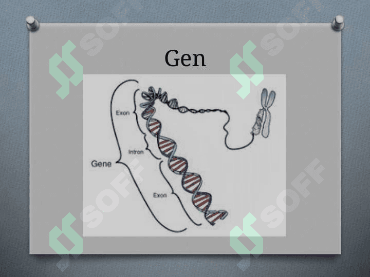 Gen, genom va xromosoma mutatsiyasi 3