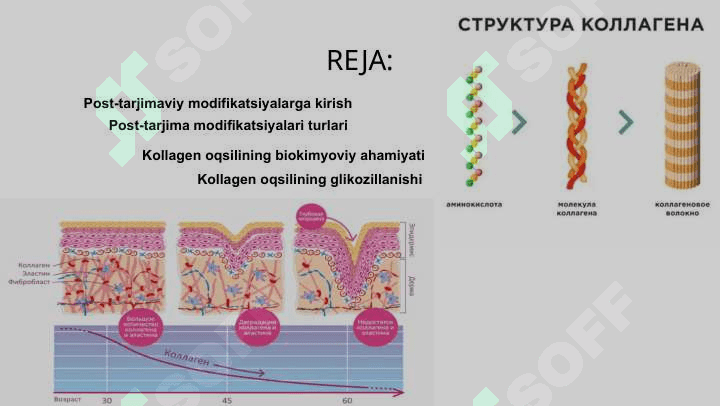 Turli xil oqsillarning translyatsiyadan keyingi modifikatsiyalari 2