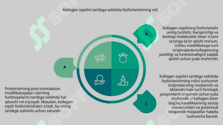 Turli xil oqsillarning translyatsiyadan keyingi modifikatsiyalari 8