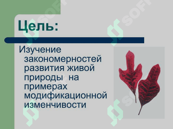 Модификационная  изменчивость 2