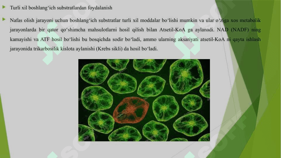 HUJAYRANING NAFAS OLISHI HAQIDA 4