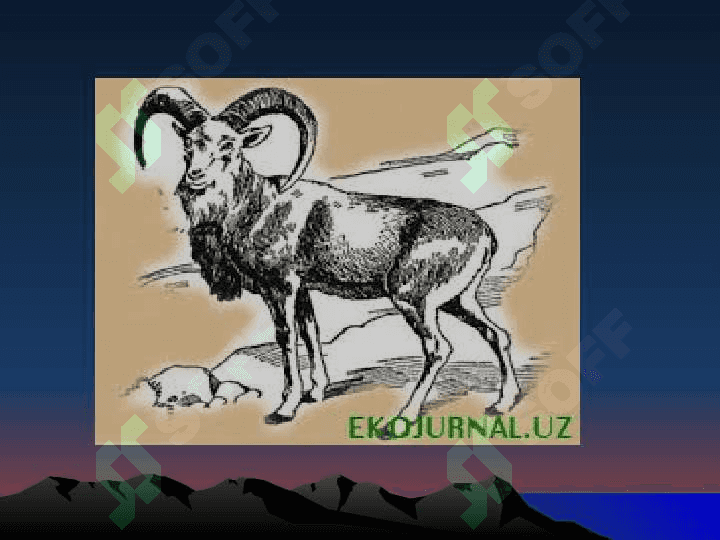 O`zbekistondagi qo`riqxonalar 2