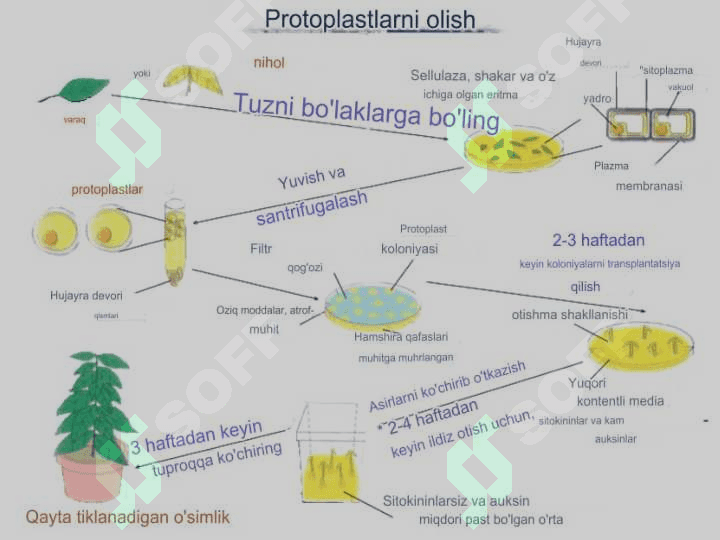 Kallus to‘qimalar kulturasi 3