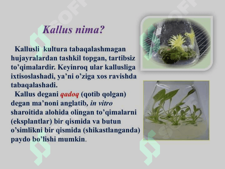 Kallus to‘qimalar kulturasi 5