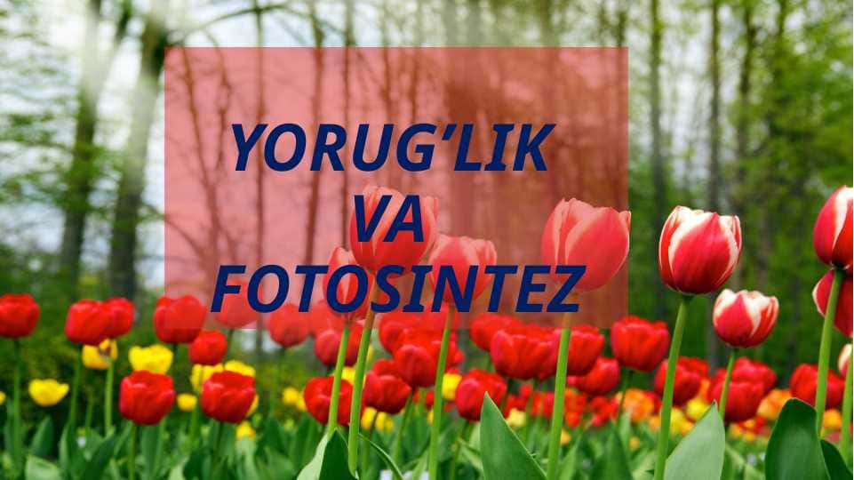 Yorug’lik va fotosintez