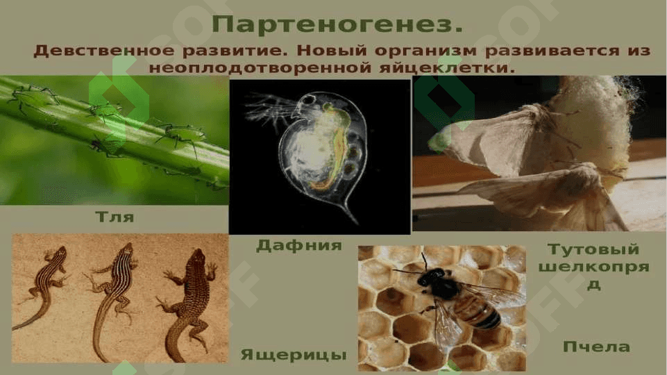 Partenogenez 3