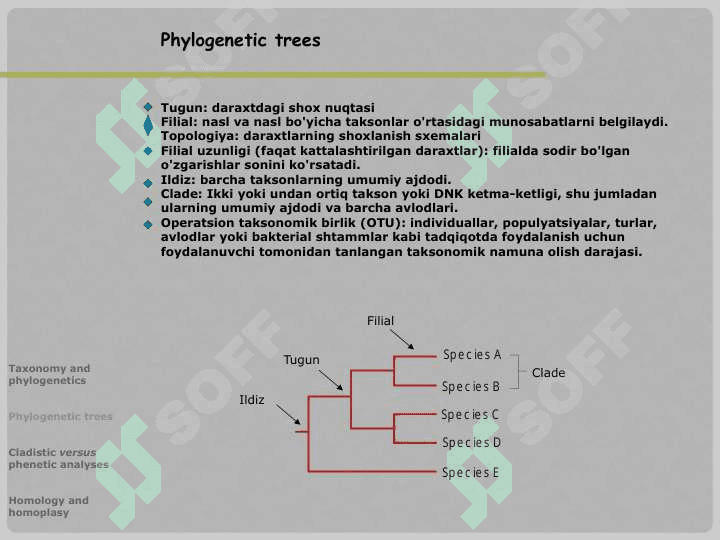 Filogenetik daraxt 8