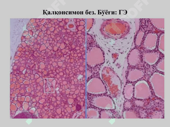 ПЕРИФЕРИК ЭНДОКРИН СИСТЕМА 5