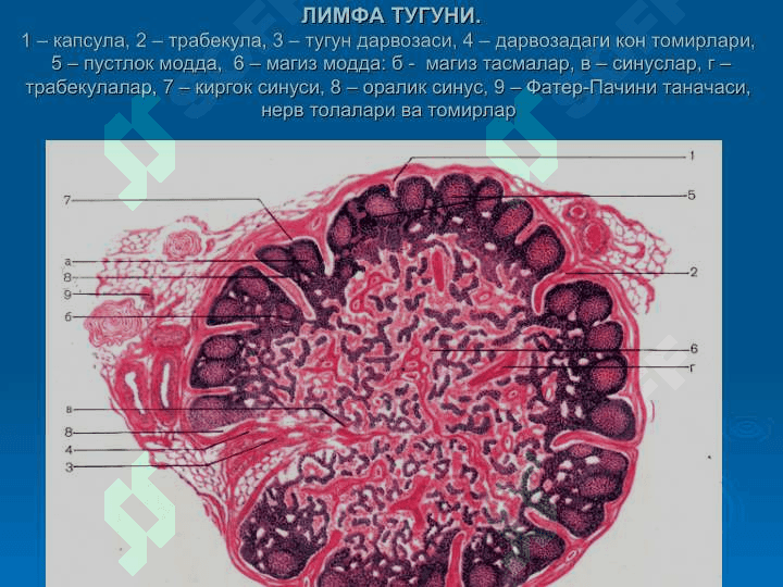 Кон яратувчи ва иммун-химоя аъзолари 2