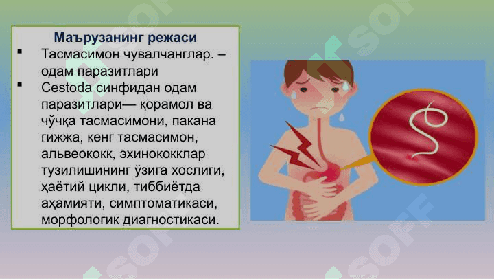 Тиббий гельминтология:  тасмасимон чувалчанглар. 4