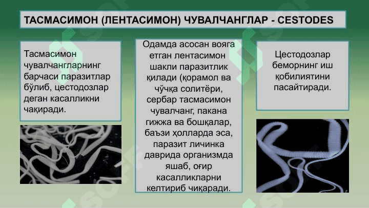Тиббий гельминтология:  тасмасимон чувалчанглар. 5