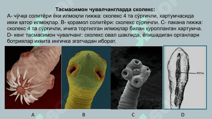 Тиббий гельминтология:  тасмасимон чувалчанглар. 7
