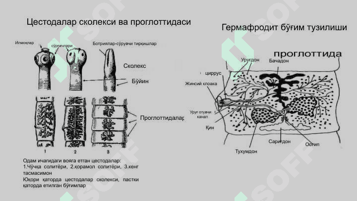 Тиббий гельминтология:  тасмасимон чувалчанглар. 8