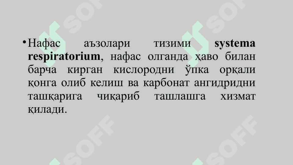 Нафас олиш тизими. Бурун бўшлигининг тузилиши. Хиқилдоқ. 2