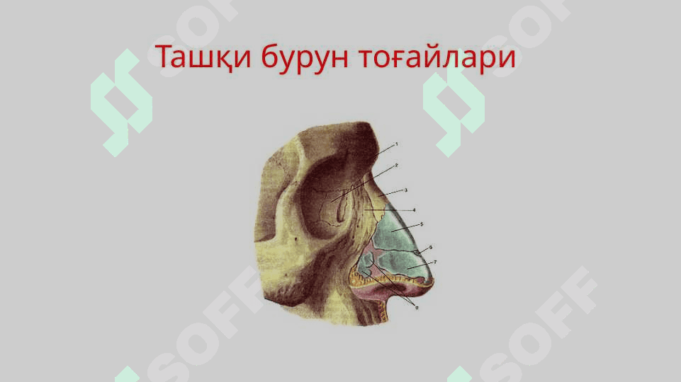 Нафас олиш тизими. Бурун бўшлигининг тузилиши. Хиқилдоқ. 6