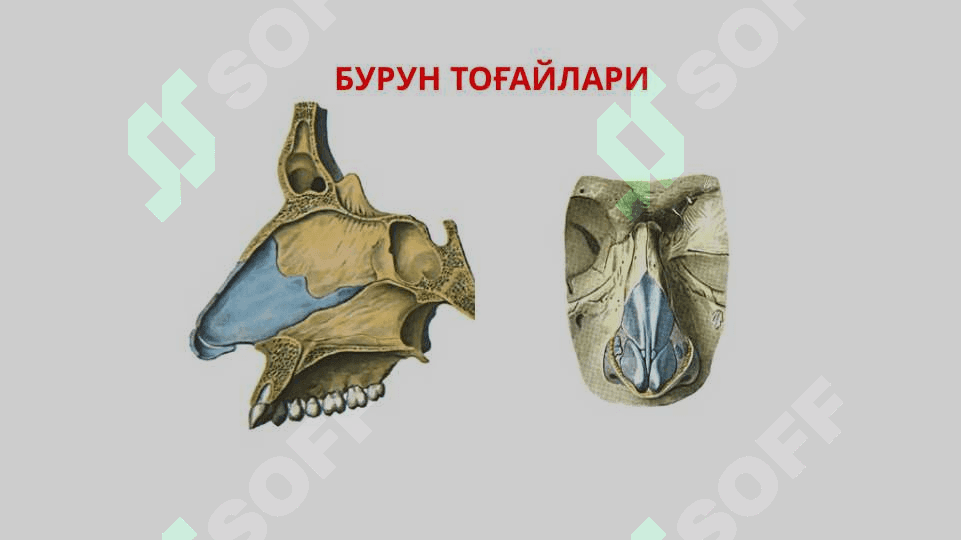 Нафас олиш тизими. Бурун бўшлигининг тузилиши. Хиқилдоқ. 7