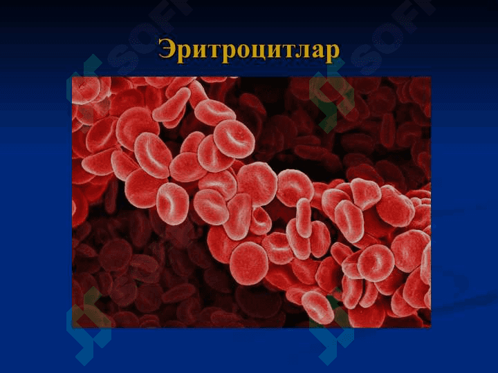 Қон ва лимфа. Гемопоэз 5