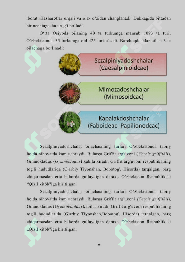 Burchoqdoshlar oilasi 6