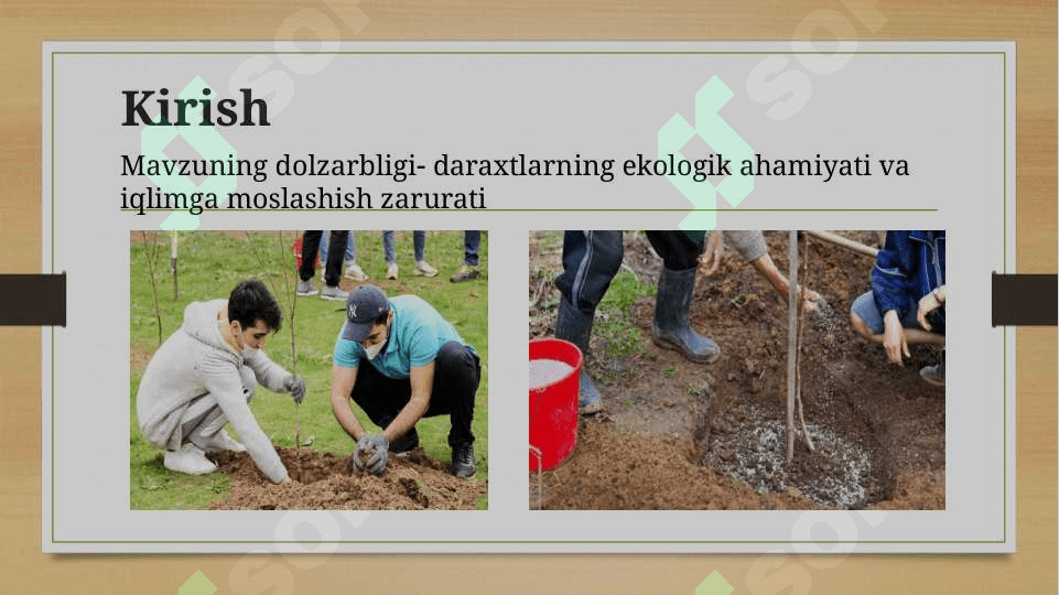 Daraxt turlari va ularning O‘zbekiston iqlimiga moslanishi 3