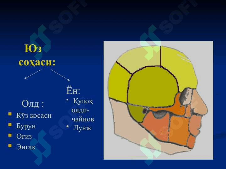 БОШНИНГ КЛИНИК АНАТОМИЯСИ 5