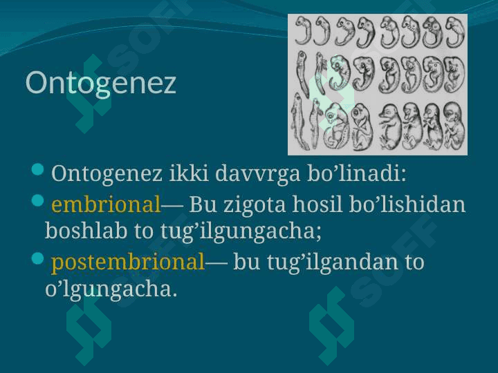 Ontogenez Онтогенез 2