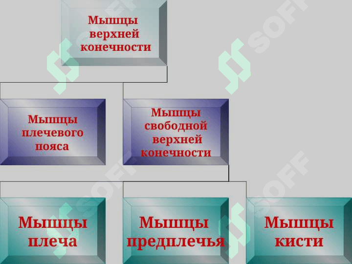 Мышцы верхних конечностей Мышцы плечевого пояса 2