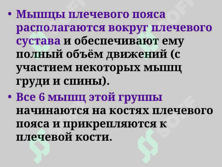 Мышцы верхних конечностей Мышцы плечевого пояса 4