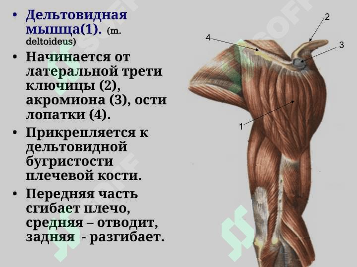 Мышцы верхних конечностей Мышцы плечевого пояса 5