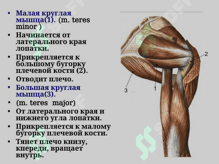 Мышцы верхних конечностей Мышцы плечевого пояса 7