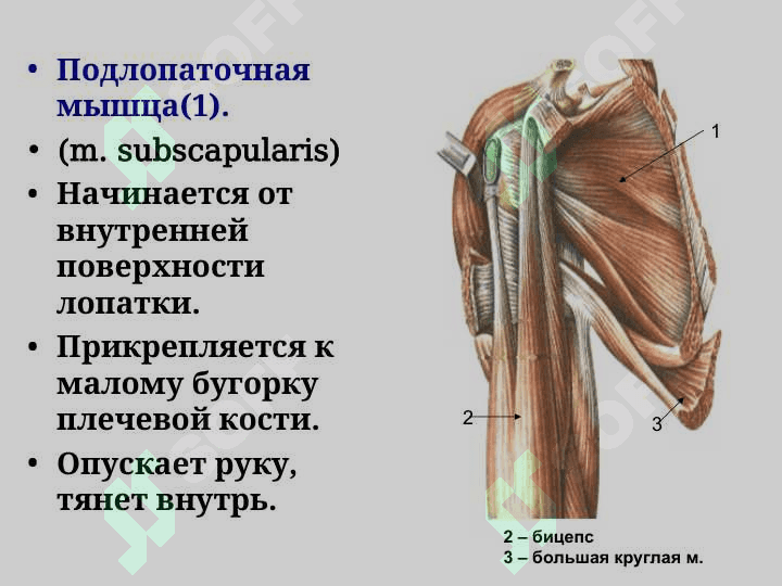 Мышцы верхних конечностей Мышцы плечевого пояса 8