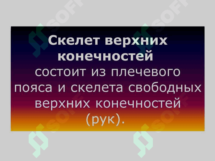 кости конечностей Пояс верхних конечностей 3