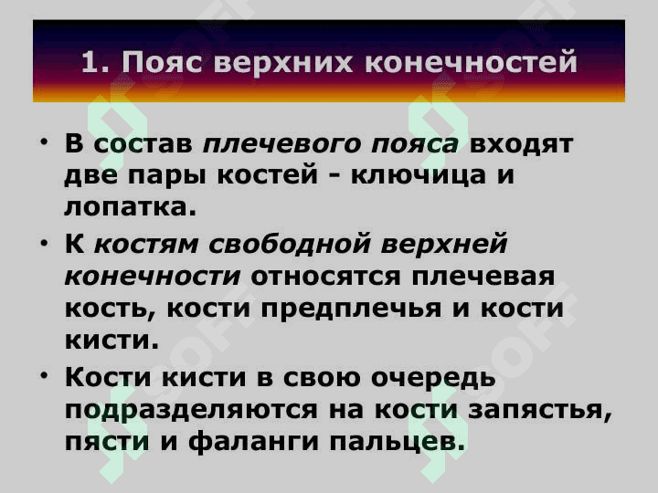 кости конечностей Пояс верхних конечностей 4