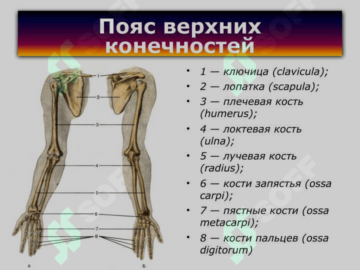 кости конечностей Пояс верхних конечностей 5
