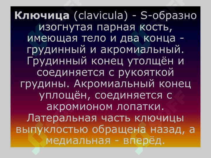 кости конечностей Пояс верхних конечностей 6