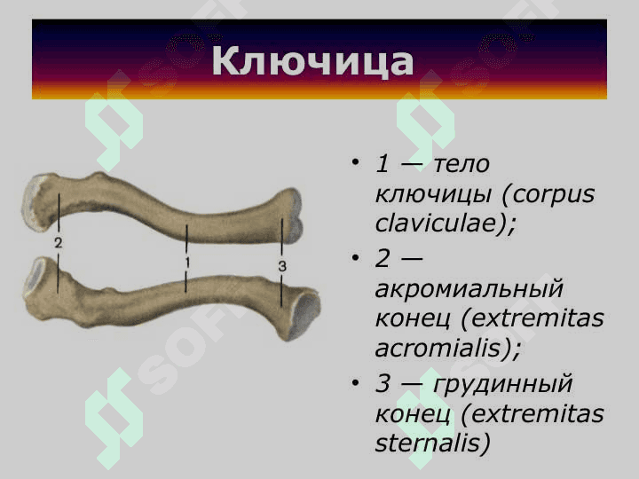 кости конечностей Пояс верхних конечностей 7