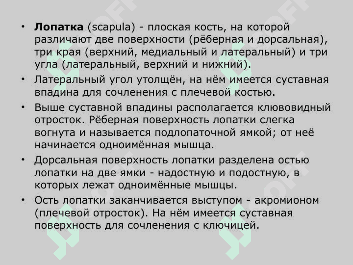 кости конечностей Пояс верхних конечностей 8