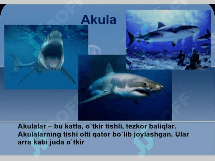 Dengiz jonivorlari va baliqlar 5