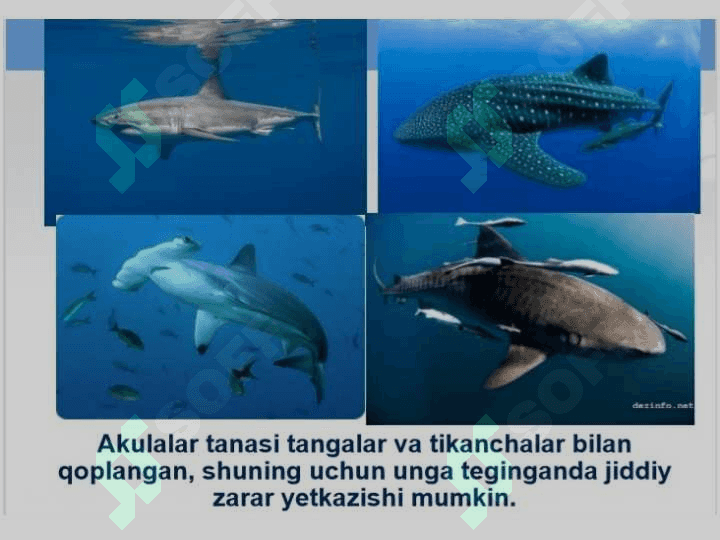 Dengiz jonivorlari va baliqlar 6