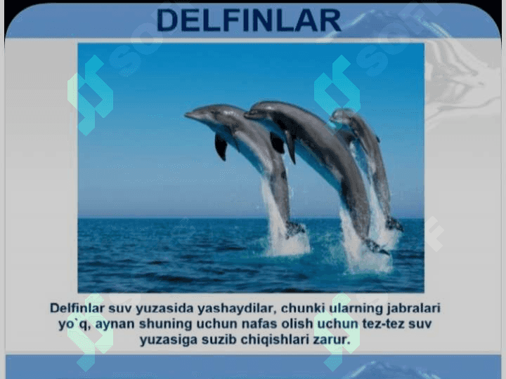 Dengiz jonivorlari va baliqlar 7