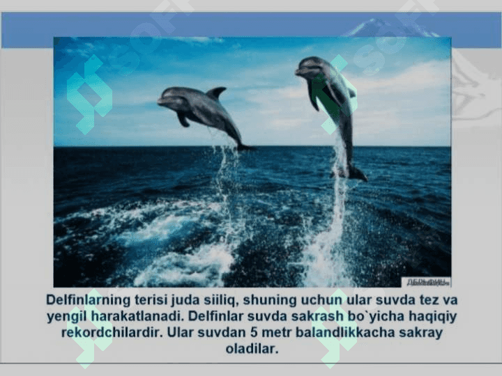 Dengiz jonivorlari va baliqlar 8
