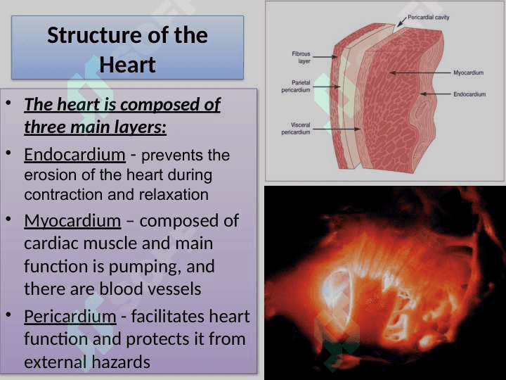 Heart and blood vessels 8