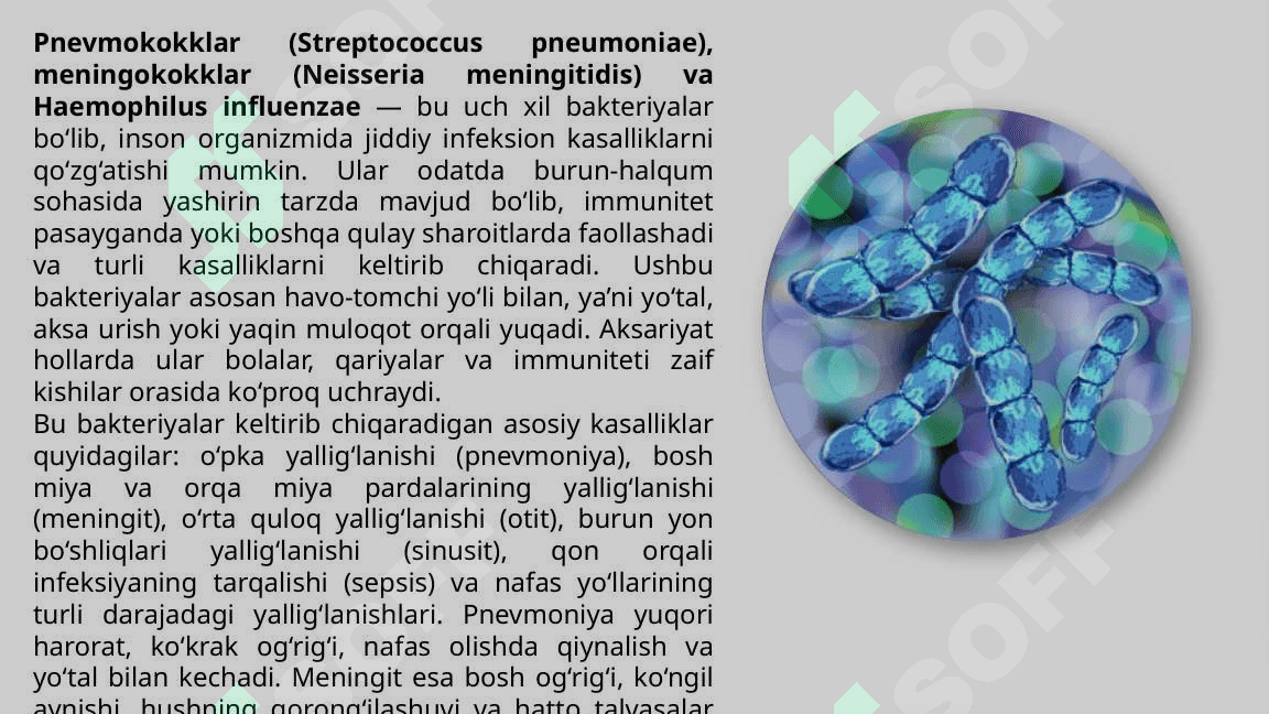 Pnevmokokklar-Meningokokklar-va-Haemophilus-Influenzae-Qozgatadigan-Kasalliklar 7